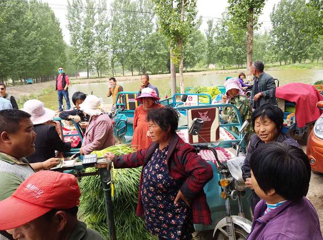 河南蒜薹最新消息,河南蒜薹滞销