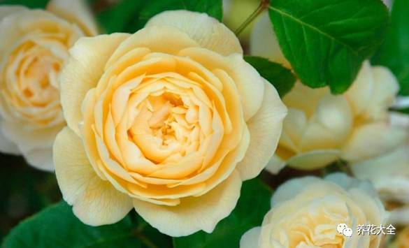 最美最高端的30款月季 (十种绝美的月季)