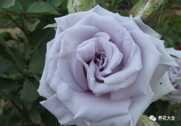 最美的十款月季品种推荐 (十种绝美的月季)