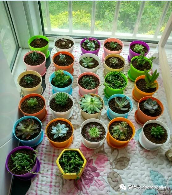 入多肉坑那些年踩过的误区,自从入了多肉坑
