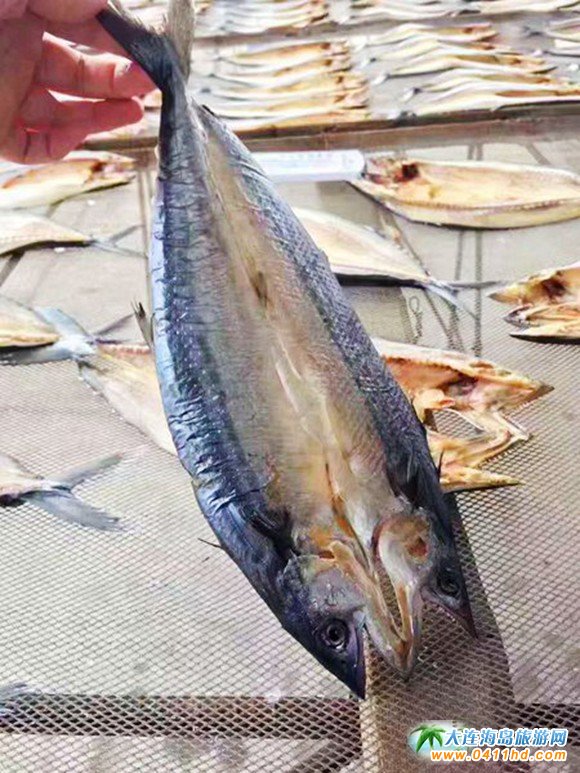 大连旅游攻略赶海和美食,大连旅游攻略必去的十大美食