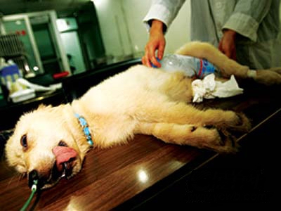 狗中暑喝藿香正气水可以吗,狗中暑了怎么办最快解决方法