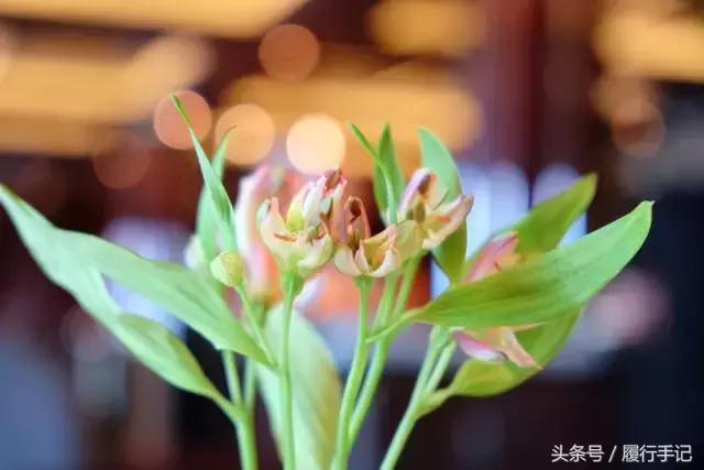 冬季的邮轮旅游 (冬天日本邮轮游)