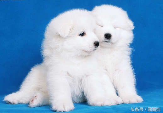 世界名犬拉布拉多犬,世界名犬萨摩耶