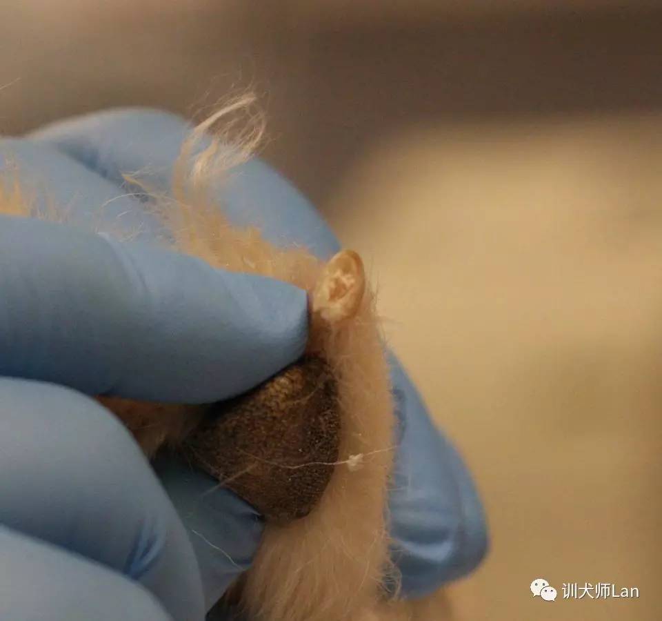 狗狗需要剪脚上毛么,狗狗在宠物店剪毛包含剪指甲吗