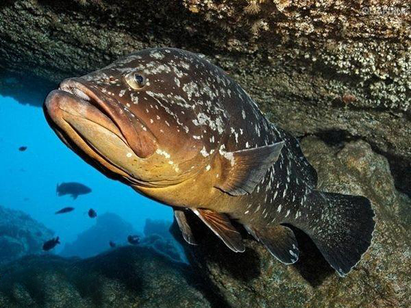 海钓常见钓法大全集,海钓各种鱼种钓法