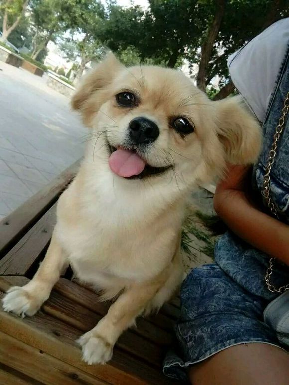 50块钱买的小土狗，得了细小后一周就痊愈了，不比那些名犬低贱