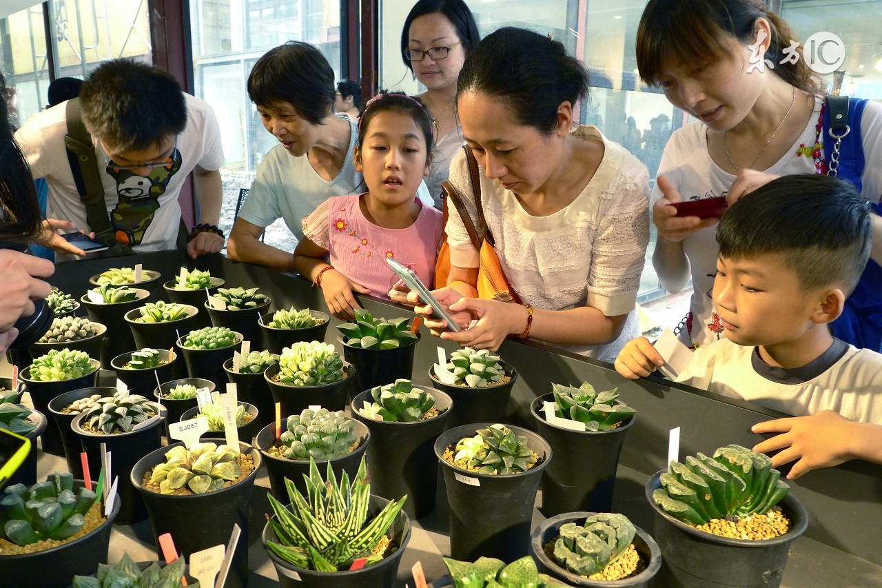 多肉植物为啥降价,多肉植物还有市场吗