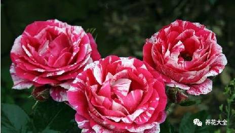 最美的十款月季品种推荐 (十种绝美的月季)