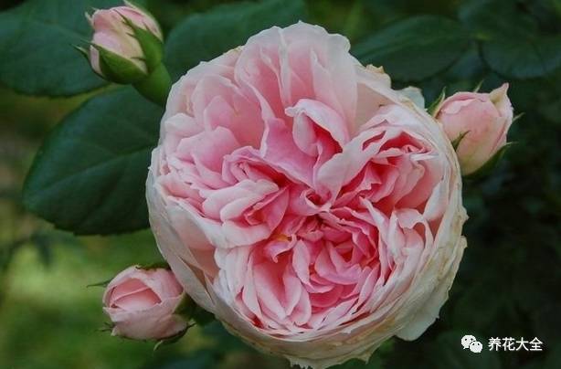 最美最高端的30款月季 (十种绝美的月季)