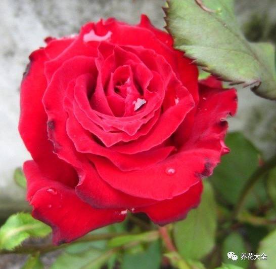 最美最高端的30款月季 (十种绝美的月季)