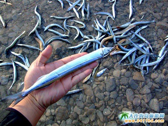 大连旅游攻略赶海和美食,大连旅游攻略必去的十大美食