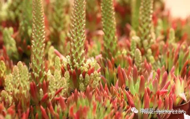 敲警钟安全行,室内喷杀虫剂对多肉有影响吗