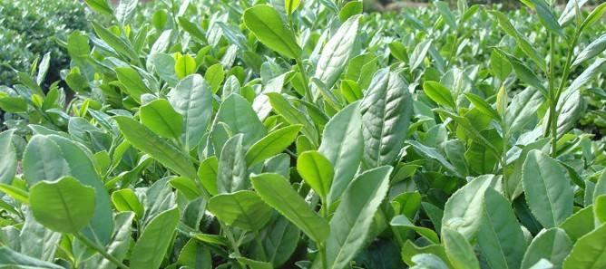 铁观音历史记载是什么,神仙铁观音的前世和今生