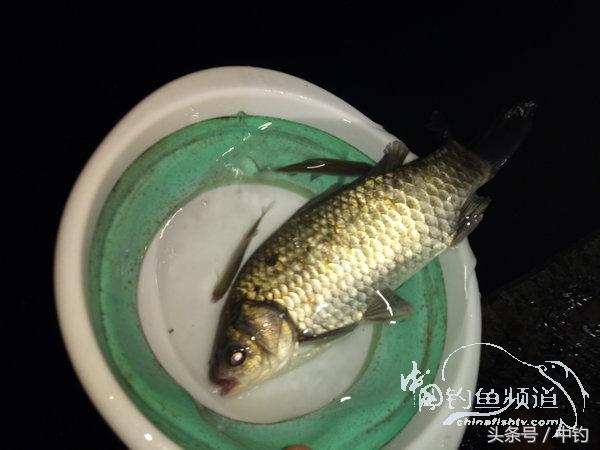 野钓日记第17期,野钓日记19天