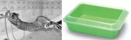 宠物在床上拉屎怎么清理,宠物粪便干在地板上怎么办