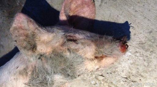 夏天猪最易发生的五种疾病,冬季猪死亡率高的疾病有哪些