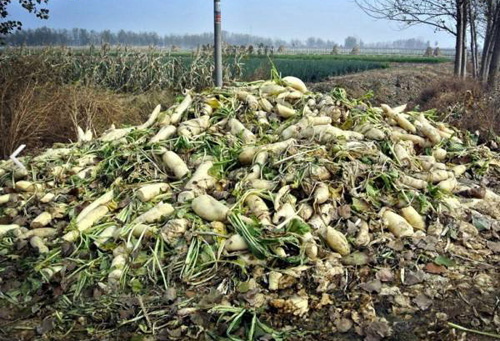 菜农遭遇困境你该怎么做,面对农产品滞销解决方案