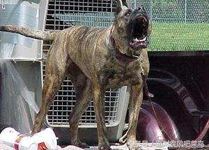 世界十大猛犬藏獒仅排第二,世界十大猛犬中国藏獒只排第二