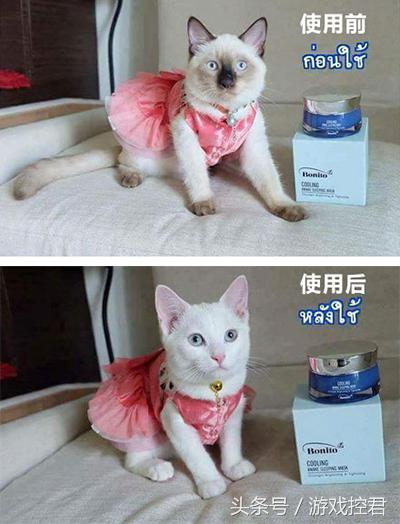 囧吐槽：撸猫影响学习，还是撸狗吧