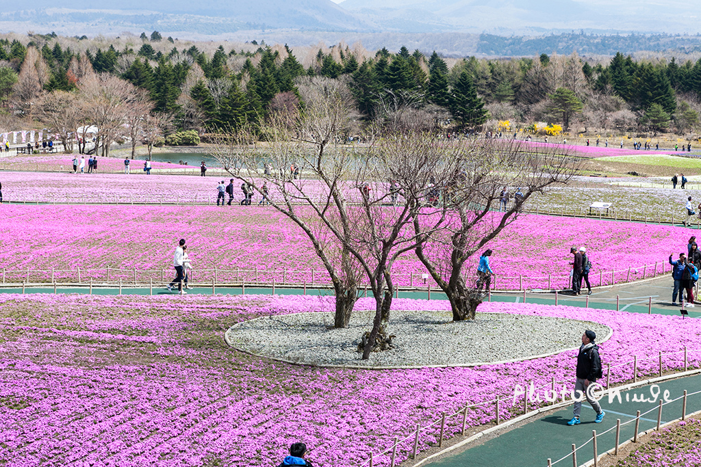 空姐在东京旅游,跟着游东京
