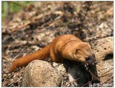 民间故事：新手出马帮兵，仙家刚到，顽童碰倒天地碗，乐子大了！