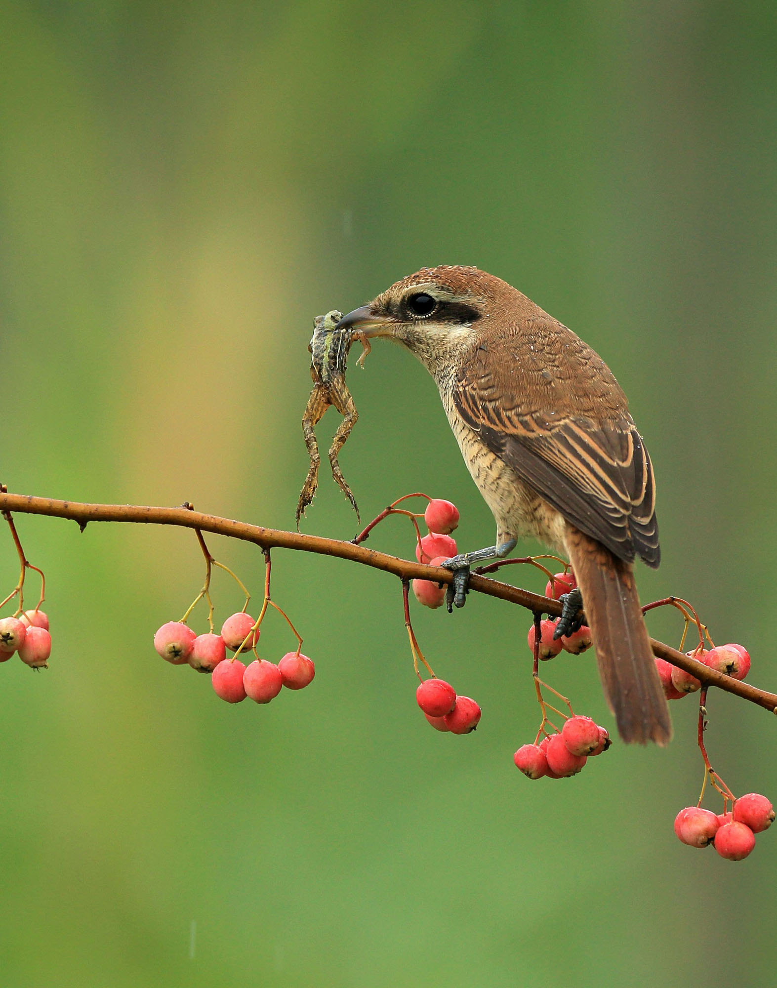 春季宠物怎么处理,宠物春季注意事项