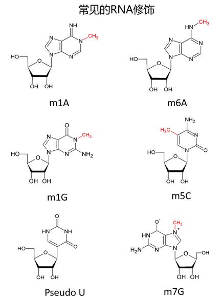 关于dna和rna,rnavsdna