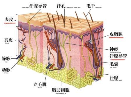 脱发男护理视频,脱发掉发护发秘籍