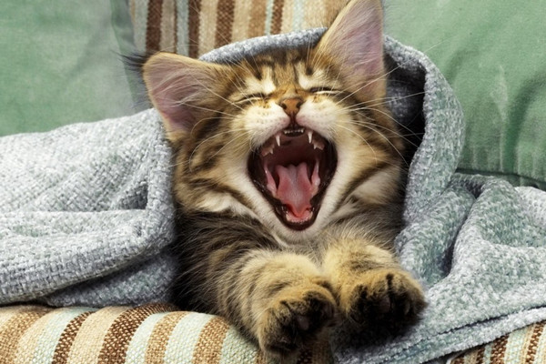 新手养猫注意事项大全,新手养猫注意事项软件