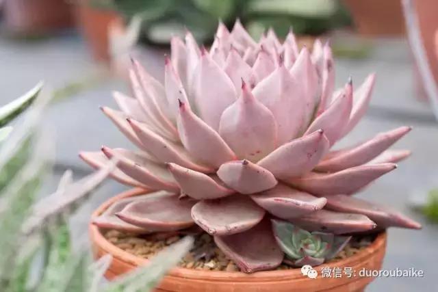 杀虫气雾剂能给多肉喷小黑飞吗,给多肉喷杀虫剂浓度高了有影响吗