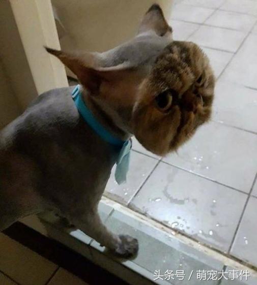 这年头不会脸刹的狗狗肯定不是一条好狗