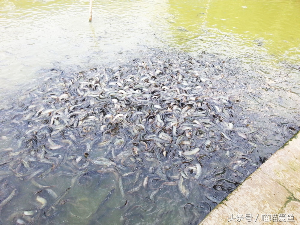 各种泥鳅苗哪家便宜,2024泥鳅苗批发价格多少钱一斤