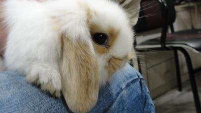 兔子的种类一共有多少种,兔子一共有多少种种类