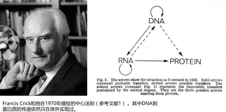 关于dna和rna,rnavsdna