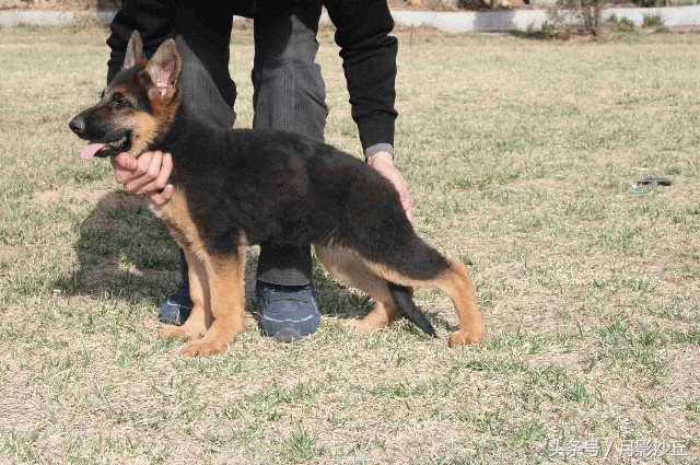 德牧幼犬怎么养的大,德牧幼犬刚刚到家怎么养