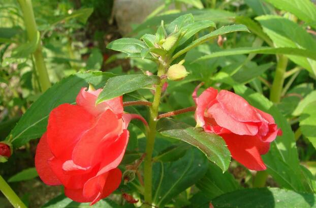 有哪些花卉可以驱蚊无毒,4种好看又好养的驱蚊花