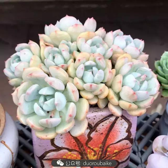 好养又耐看的多肉小老桩,好养活又漂亮的多肉老桩