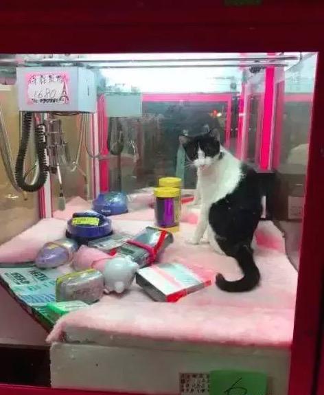 一只流浪猫，让抓娃娃机成了“提款机”！