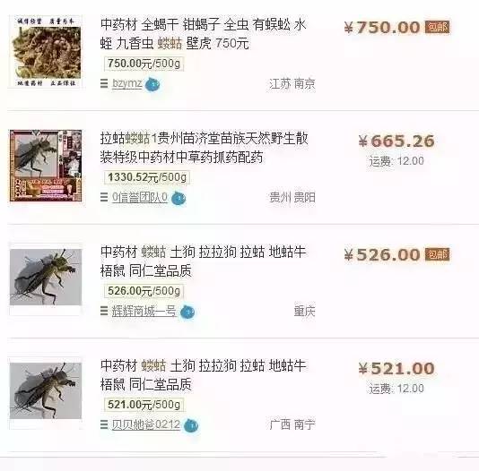 虫子卖到百元一斤,农村常见的虫子现在卖3000元一斤