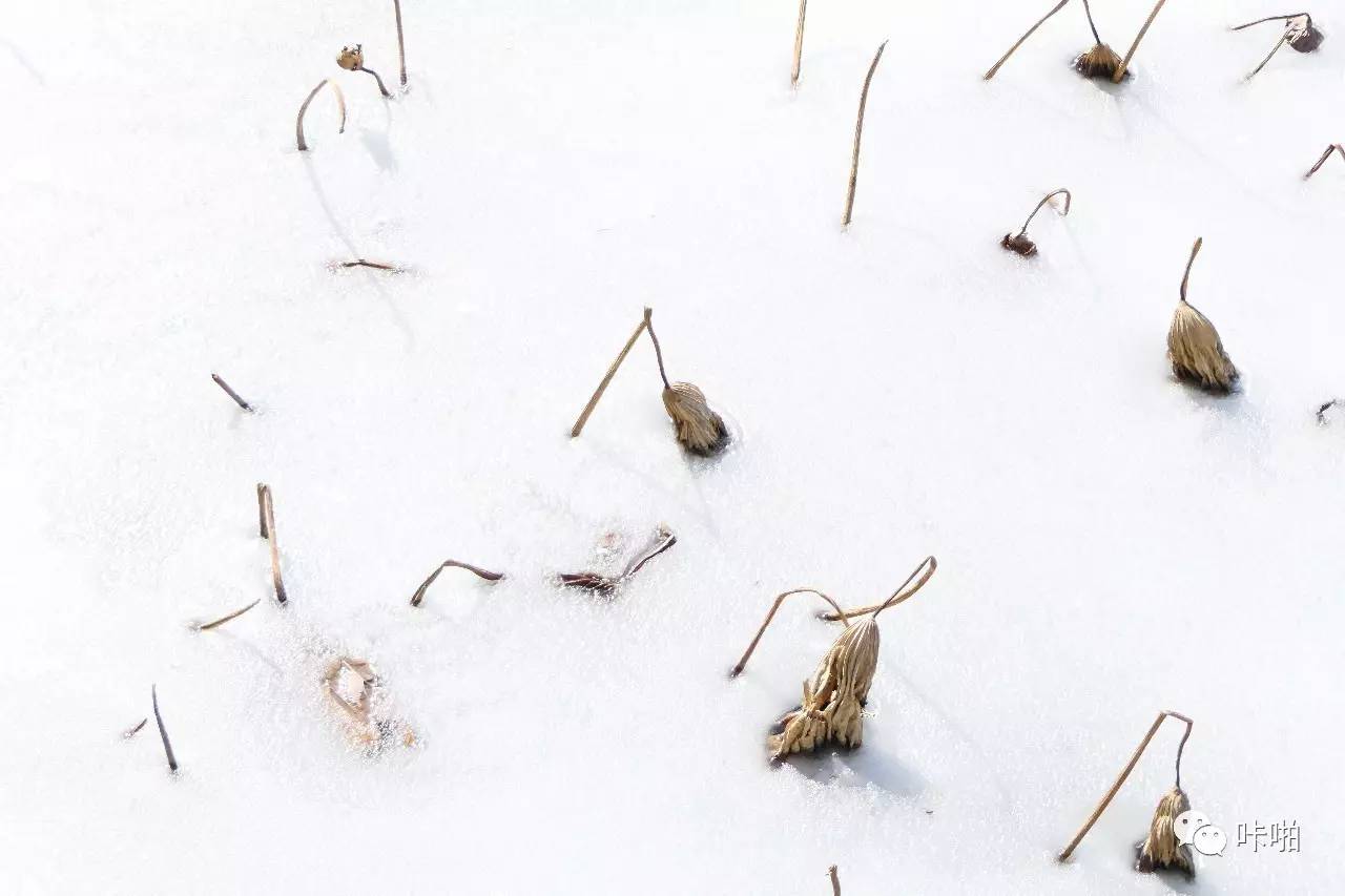 松下fz1000ii与fz2500区别,松下fz2500ii论坛