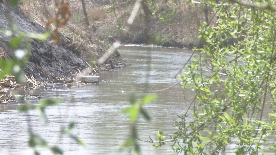 百日会战绿化苗木栽植,百日会战