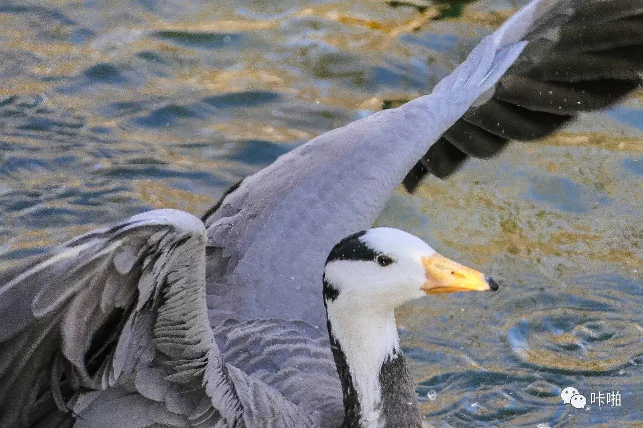 松下fz1000ii与fz2500区别,松下fz2500ii论坛