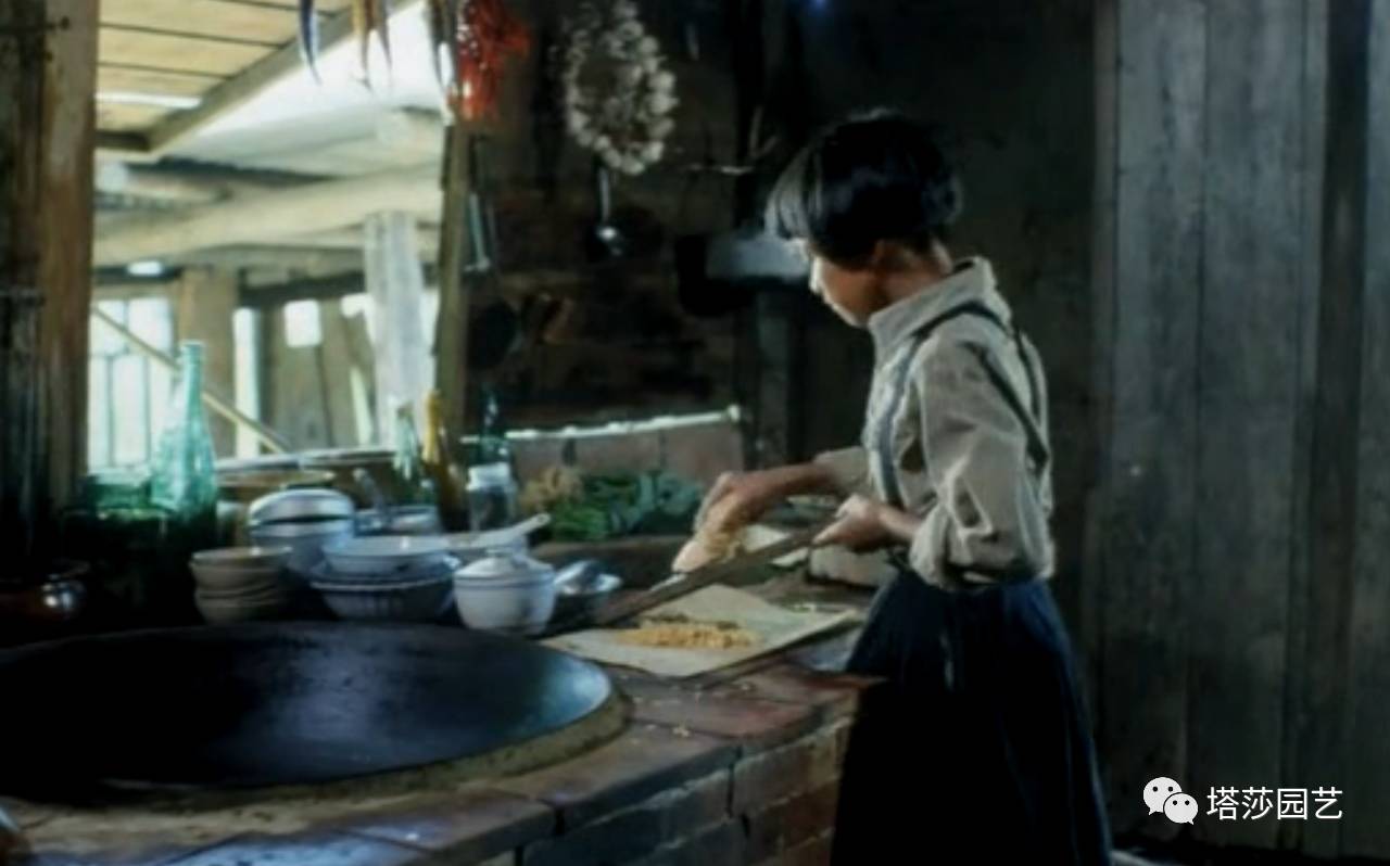 除了康乃馨以外送给妈妈什么花,代表母亲的花是康乃馨