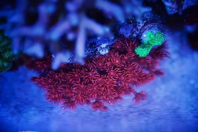 红树海缸,适合海缸的红树品种