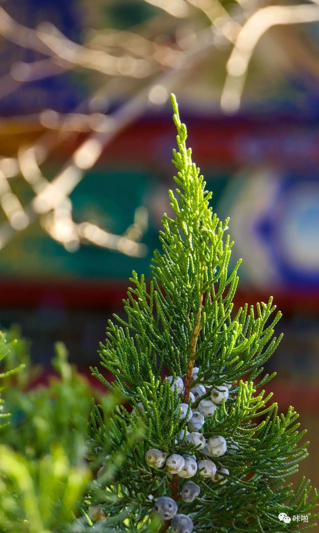 松下fz1000ii与fz2500区别,松下fz2500ii论坛