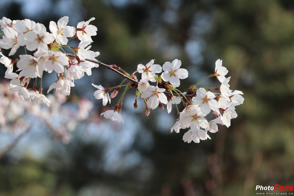 佳能eos77d出片怎么样,佳能eos77d有没有广角功能