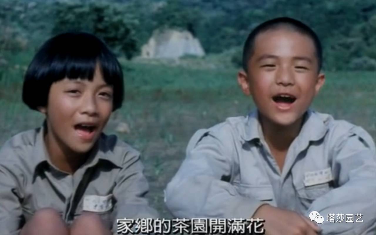 除了康乃馨以外送给妈妈什么花,代表母亲的花是康乃馨