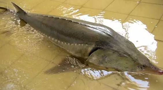 榛戦緳姹熼噹鐢熼矡槌囬奔浜嬩欢,榛戦緳姹熼硣楸肩殑鏁呬簨