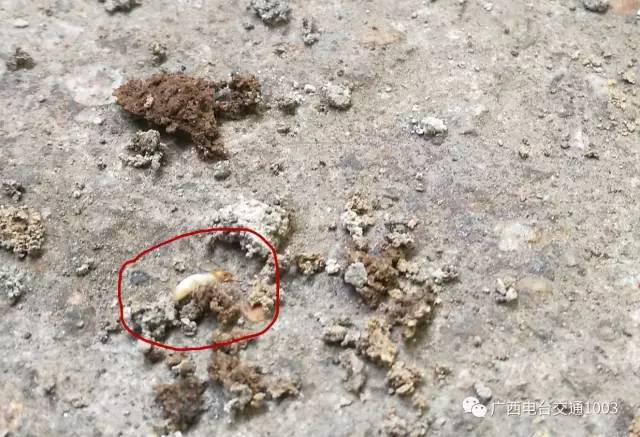 南宁市虫害防治,南宁园林白蚁防治方法